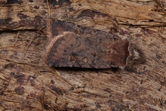 Cerastis faceta