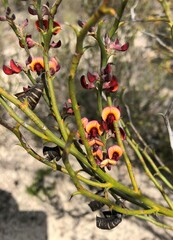 Daviesia brevifolia