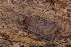 Cerastis faceta
