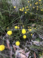Acacia brownii