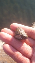 Tegulidae