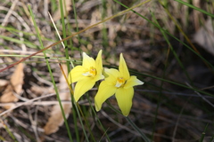 Caladenia flava flava