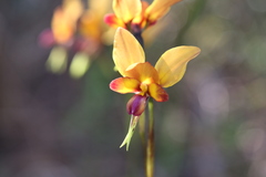 Diuris magnifica