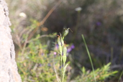 Pterostylis recurva