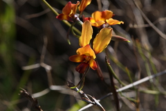 Diuris magnifica