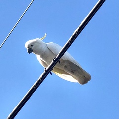 Cacatua galerita galerita