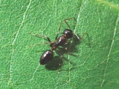 Camponotus vitiosus
