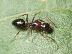 Camponotus vitiosus