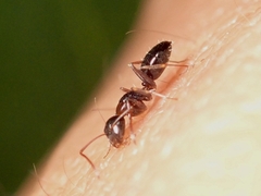 Camponotus vitiosus