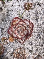 Drosera zonaria