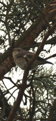 Muscicapa striata