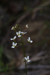 Stylidium piliferum