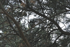 Muscicapa striata