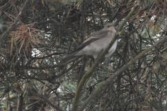 Muscicapa striata