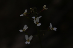 Stylidium piliferum