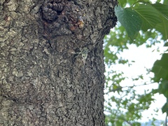 Hyalessa maculaticollis