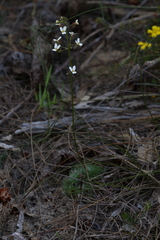 Stylidium piliferum