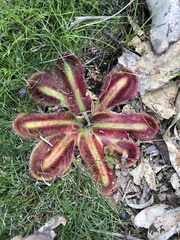 Drosera squamosa