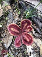 Drosera squamosa