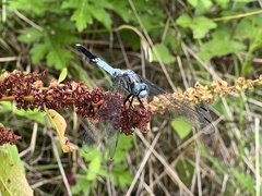 Orthetrum albistylum speciosum