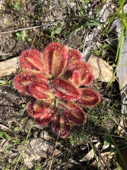 Drosera squamosa