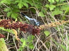 Orthetrum albistylum speciosum