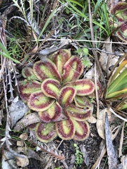 Drosera squamosa