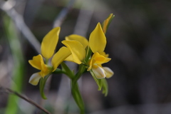 Diuris magnifica