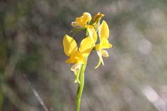 Diuris magnifica