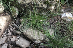 Deschampsia cespitosa
