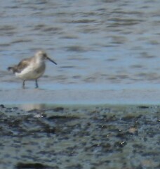 Calidris tenuirostris