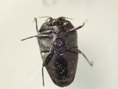 Trachys auricollis
