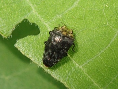 Trachys auricollis