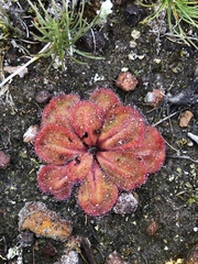 Drosera collina