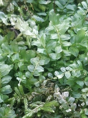 Mniaceae