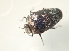 Trachys auricollis