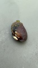 Unionidae
