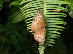 Euthalia monina monina