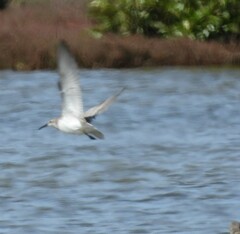 Calidris tenuirostris