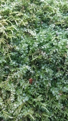 Mniaceae