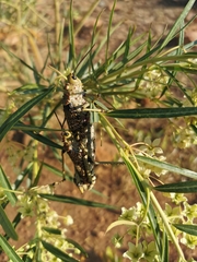 Phymateus baccatus