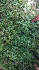 Mniaceae