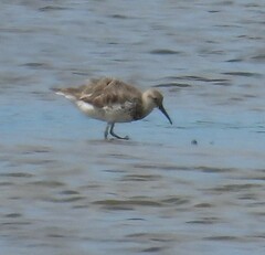 Calidris tenuirostris