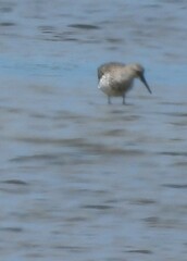 Calidris tenuirostris