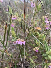 Thomasia petalocalyx