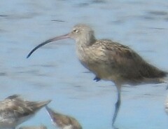 Numenius madagascariensis