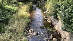 Deschampsia cespitosa