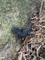 Ichthyosaura alpestris