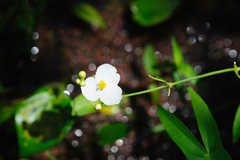 Sagittaria trifolia