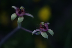 Caladenia discoidea